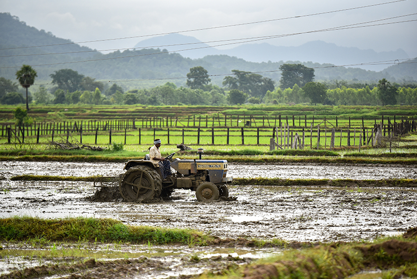Farmer driving a tractor in a paddy field