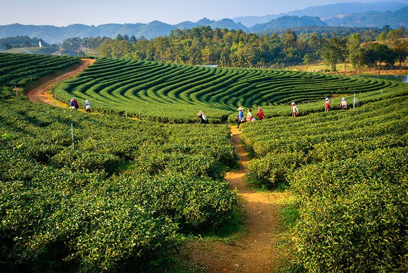 Green field beside a terraced farm