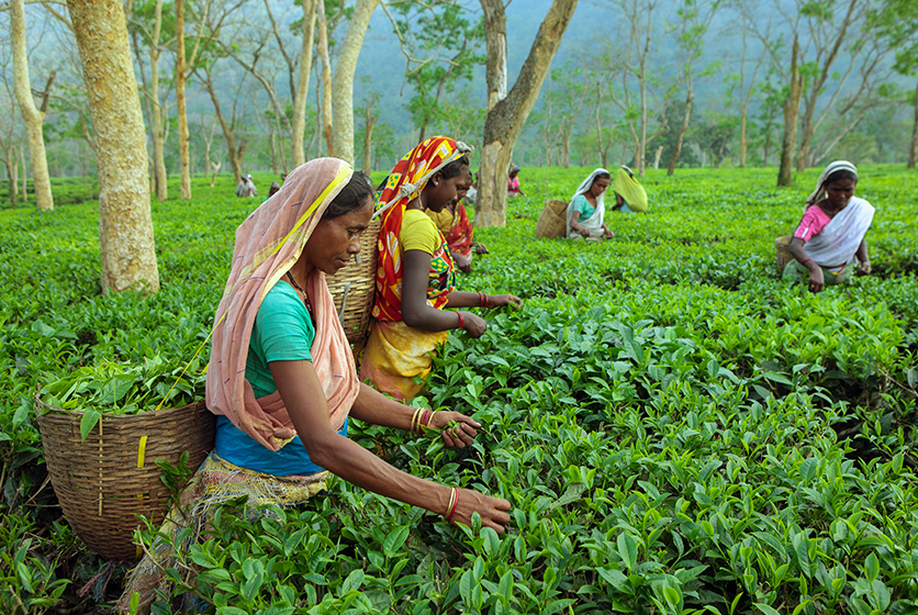 Women plucking tea leaves