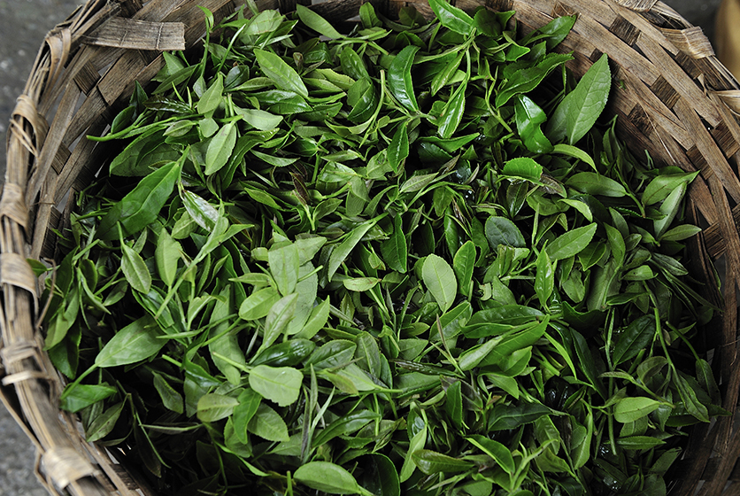 Basket of green tea leaves