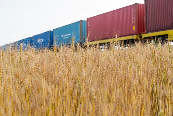 Freight train in a field
