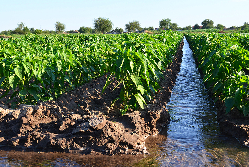 Water canal running through a field of crops