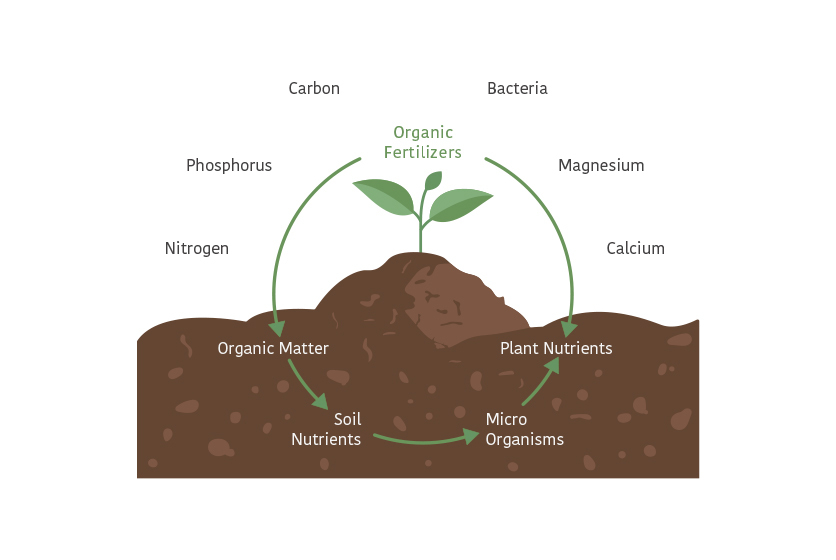 integrated nutrient management in mustard thesis