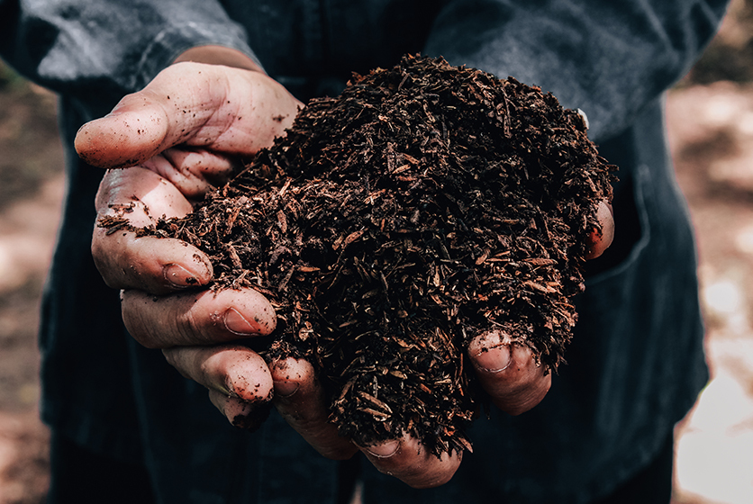 Farmer holding natural fertiliser