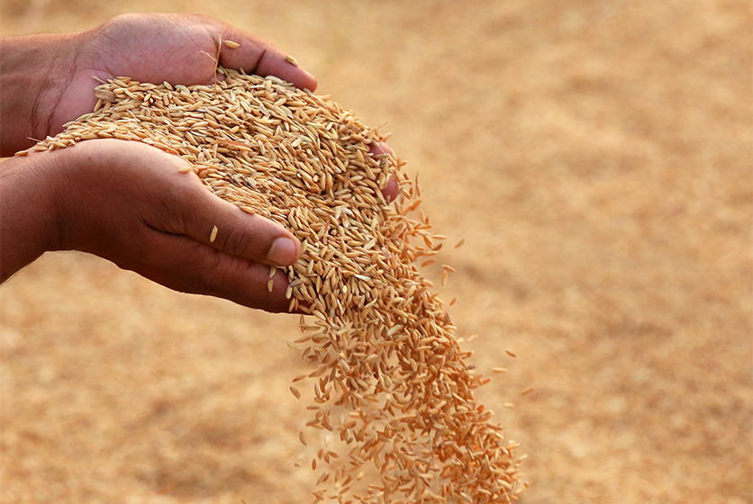 Handful of rice with husk