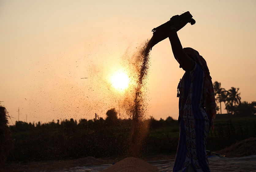 Woman sifting rice husks