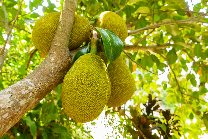 A jackfruit tree