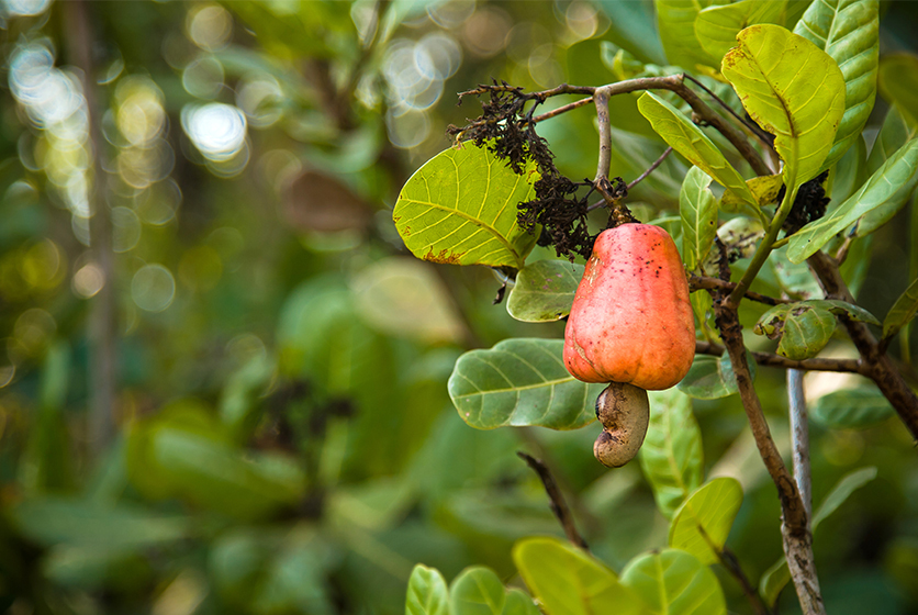 A cashew tree