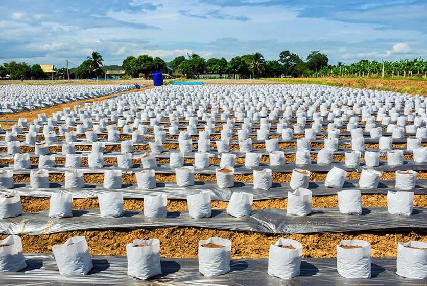 Field of soil bags