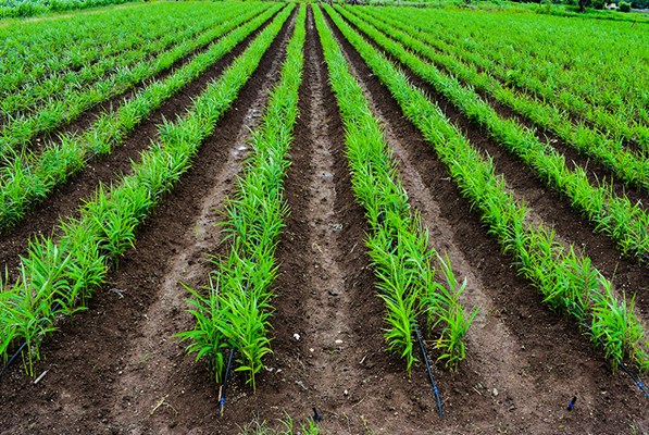 Rows of saplings in a field