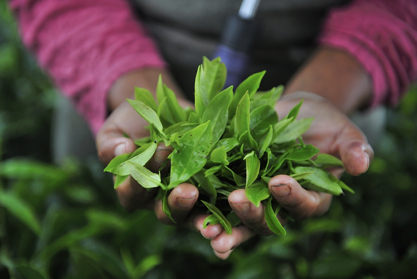 Farmer with a handful of green leaves