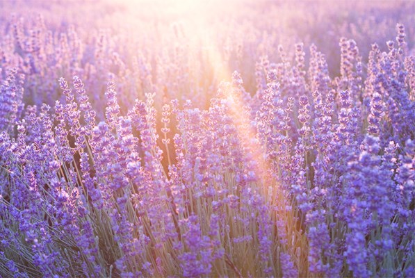 Field of lavendar