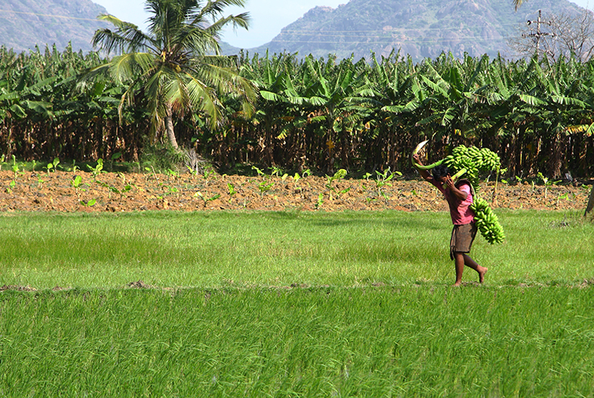 Farmer in banana field carrying a bunch of bananas