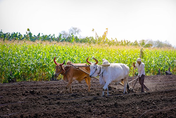 Farmer ploughing the field with cattle