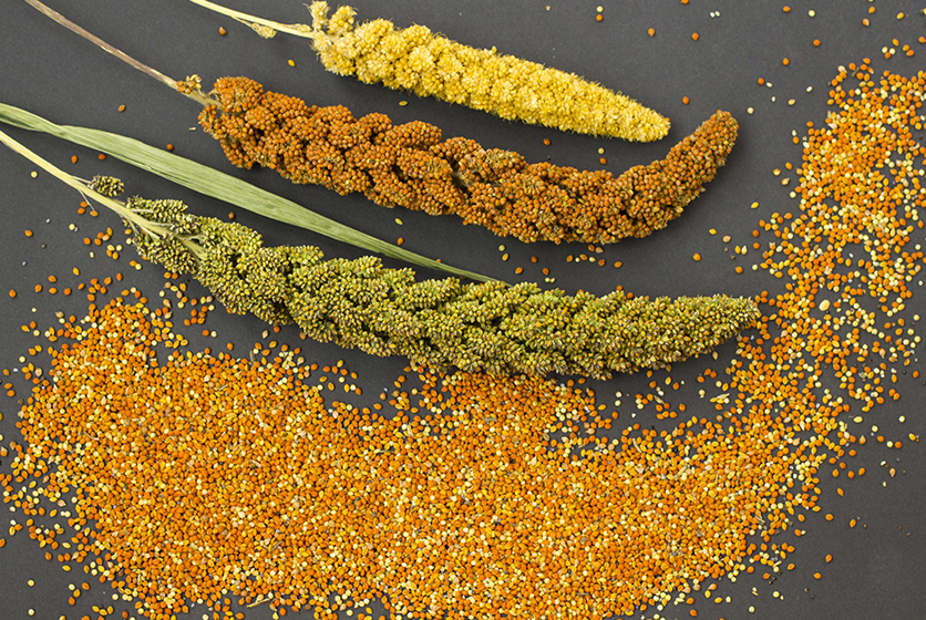 Millet crops and millet grains
