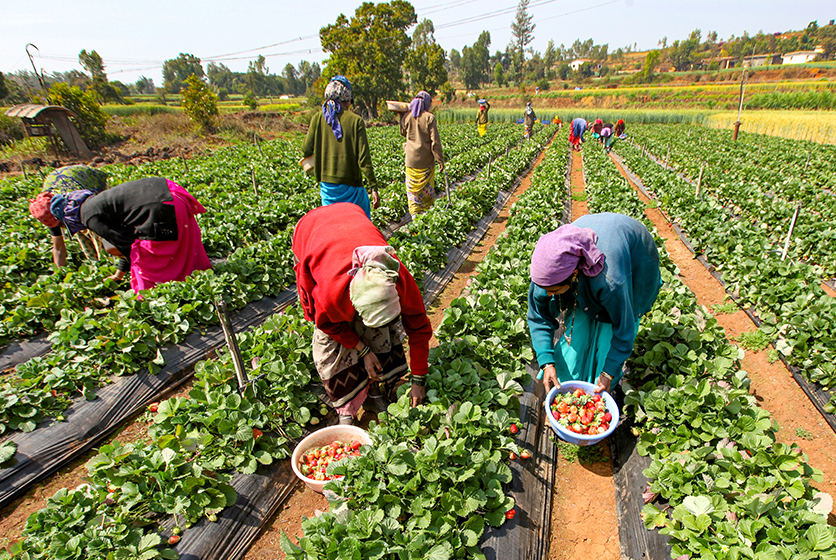 Women farmers harvesting fruits