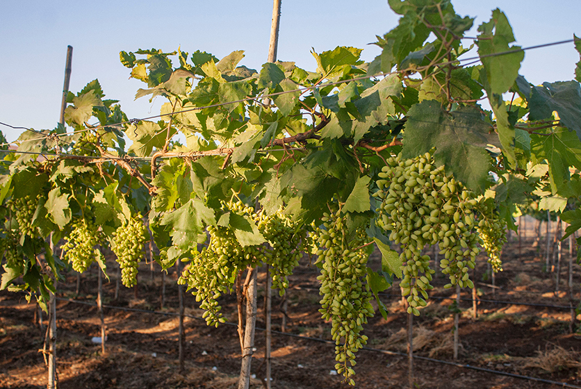 Grape trees