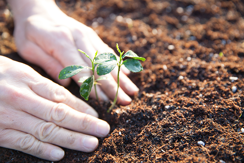 Hands planting a sapling