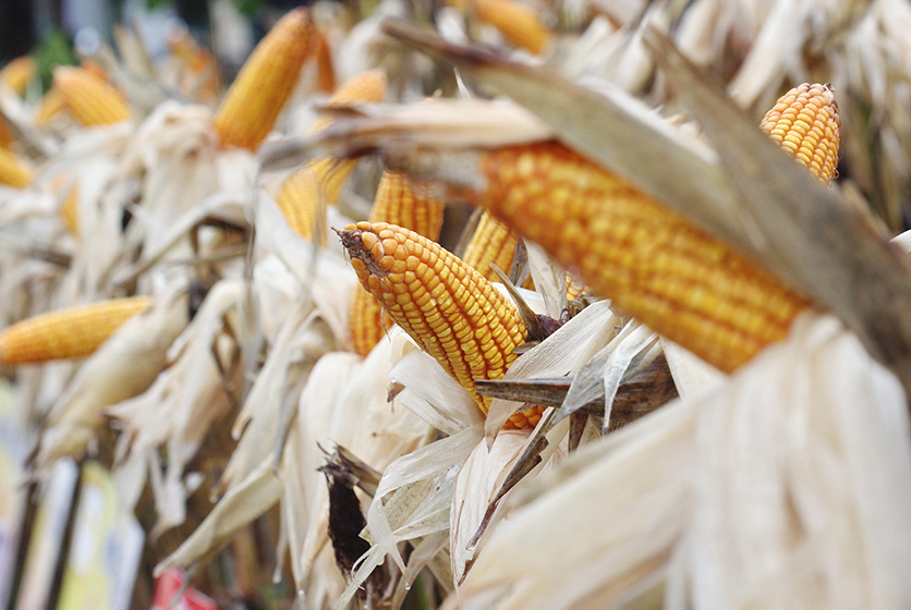 Corn field