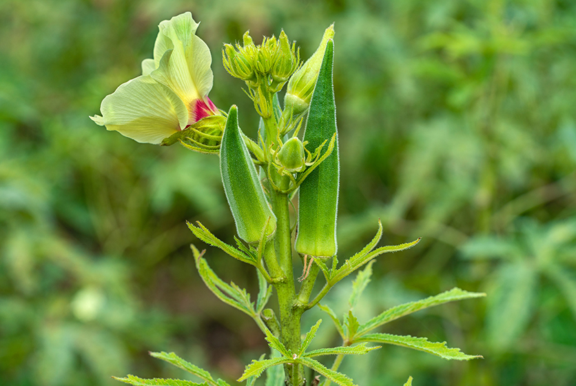 Ladies' finger plant