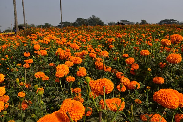 Field of marigold