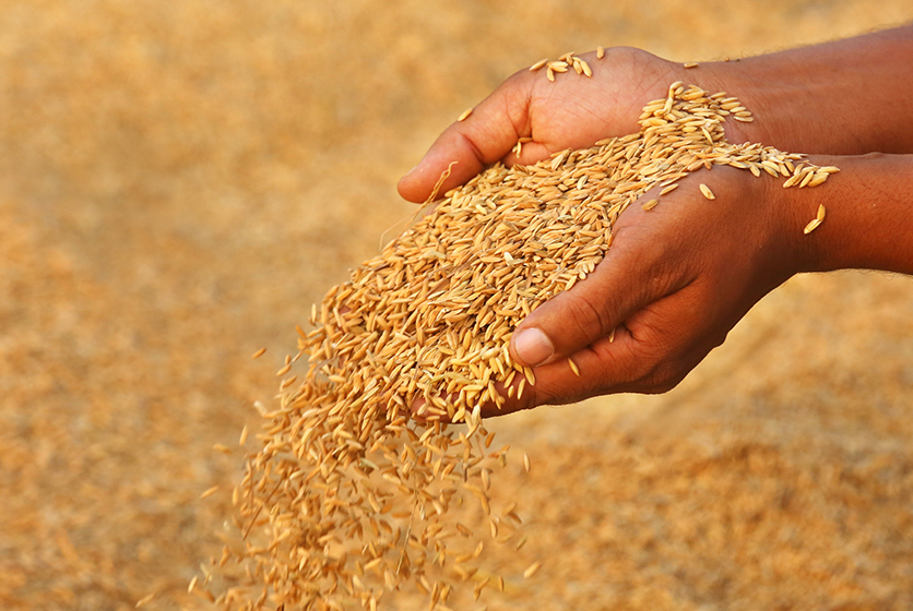 Handful of harvested grains