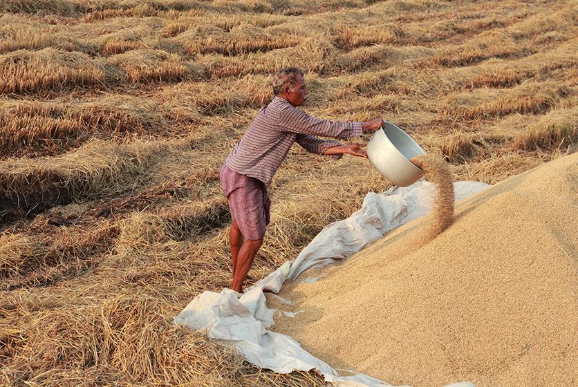 Farmer piling harvested grains