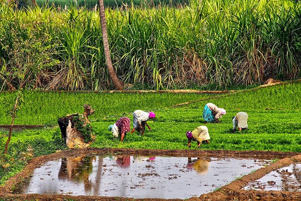 Women farmers working in a field