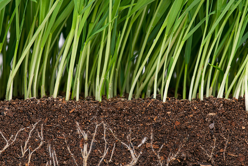 Crops sprouting from the earth showing roots