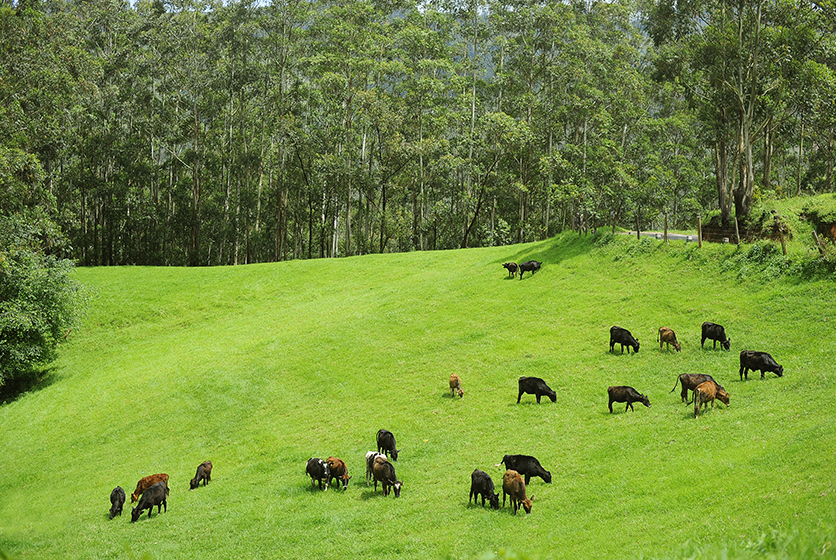 Aerial view of cattle grazing