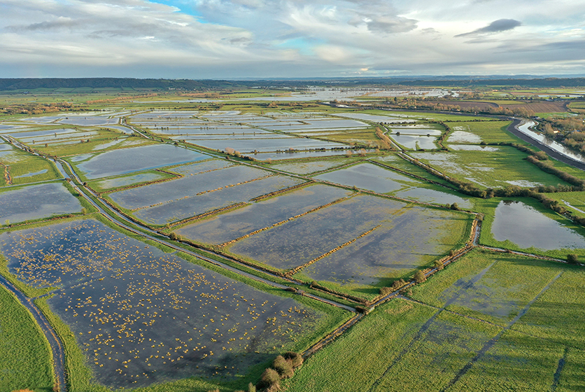 Aerial view of paddy field