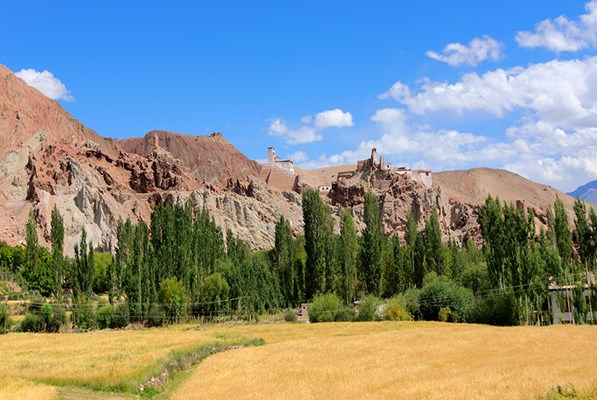 A mountain forest