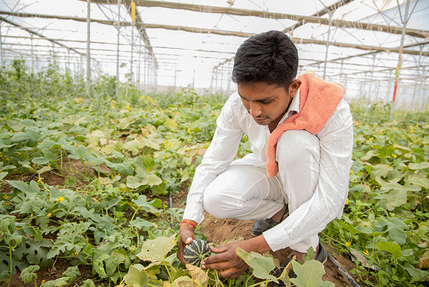 Farmer in a greenhouse