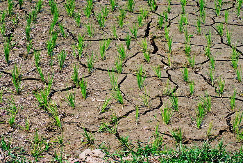 Cracked earth with sprouting crops