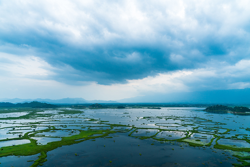 Aerial view of paddy field