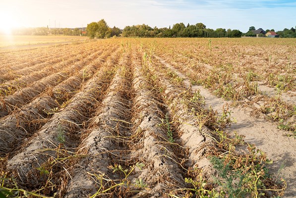 A dry field