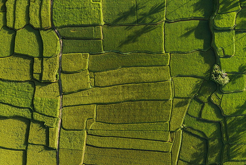 Aerial view of terraced farm land