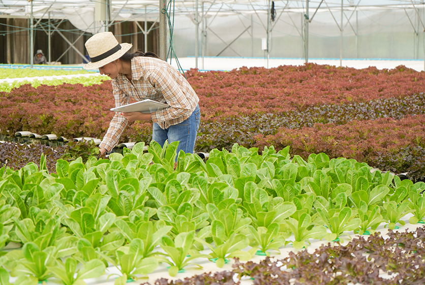 Farmer in a greenhouse