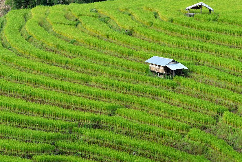 Aerial view of terraced field