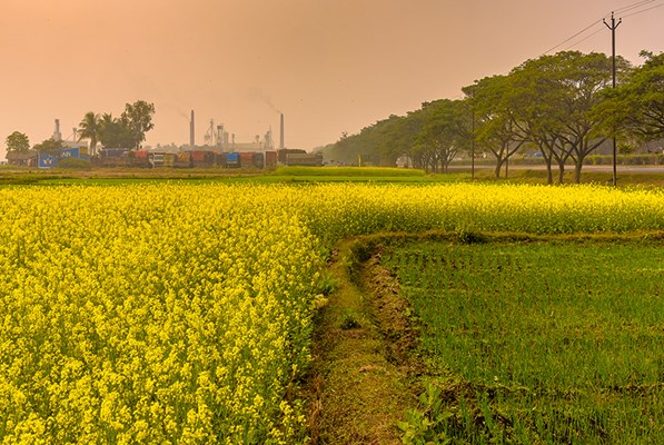 Field of yellow flowers