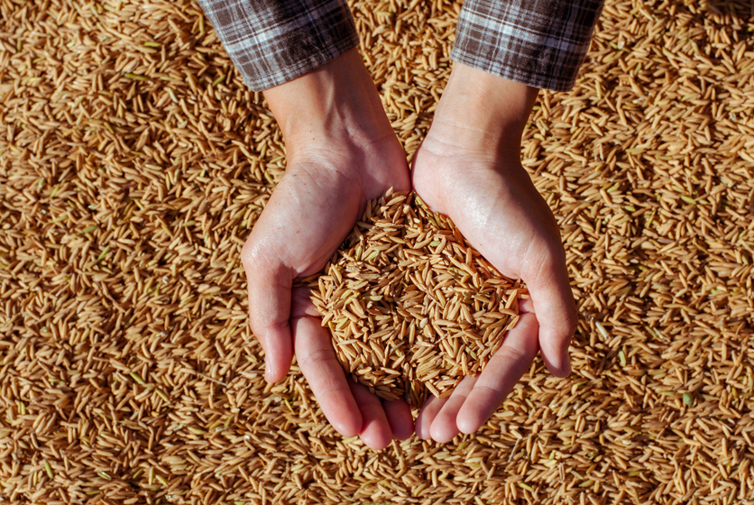 Handful of grains