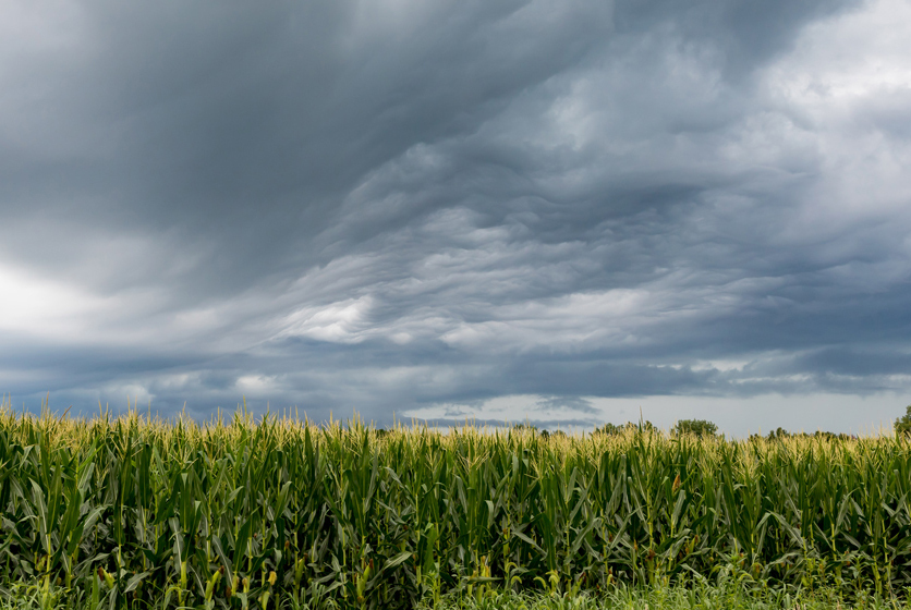 Field with overhanging clouds