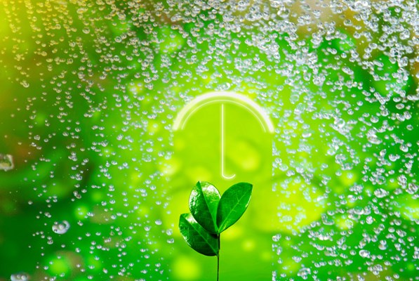 Sapling with a green water droplet background