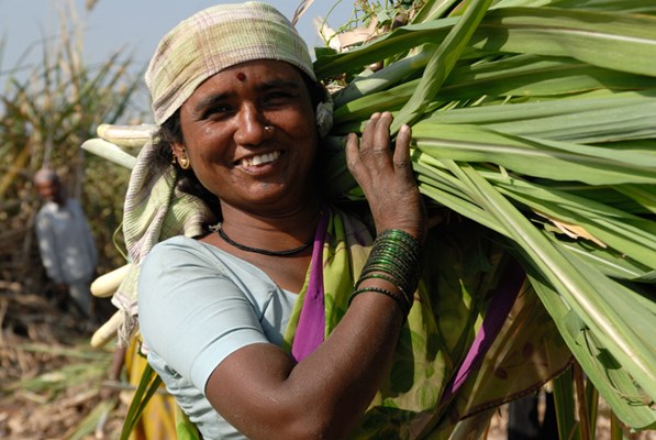 Smiling woman carrying harvested sugarcane