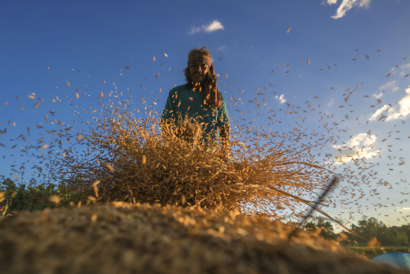 Farmer sifting rice husks