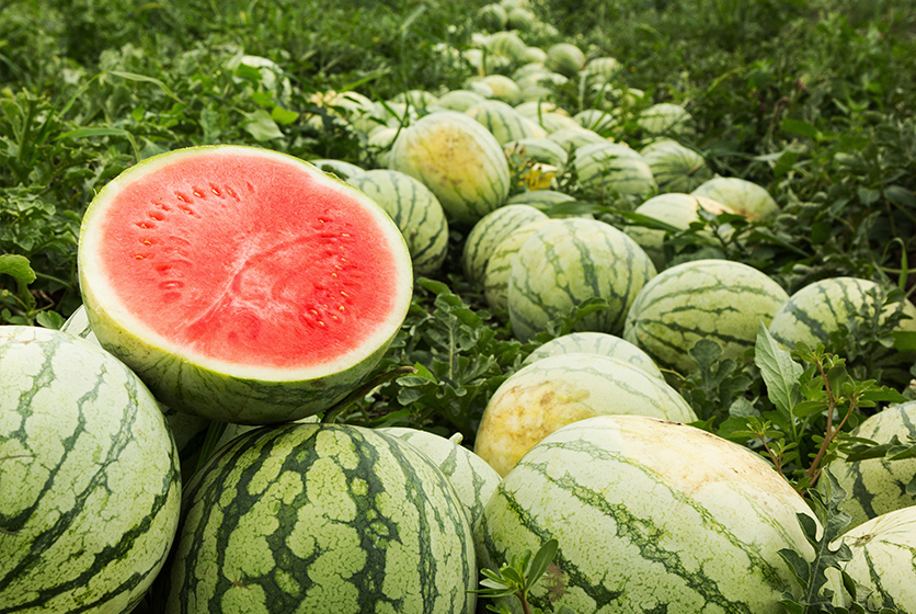 Field of water melons