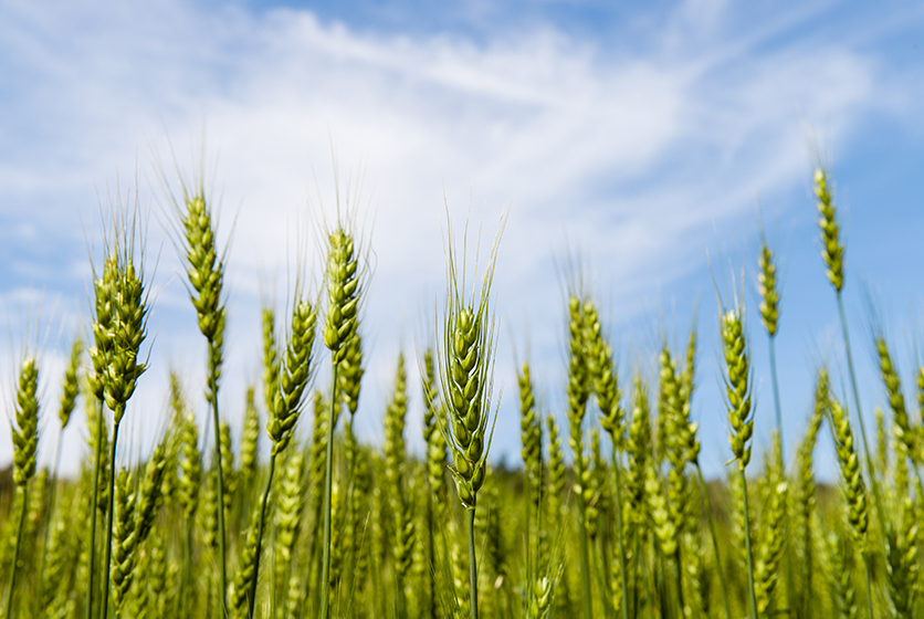 Field of green husks