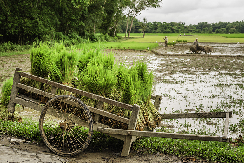 A bullock cart in a paddy field