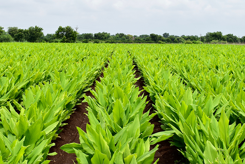 Rows of green crops