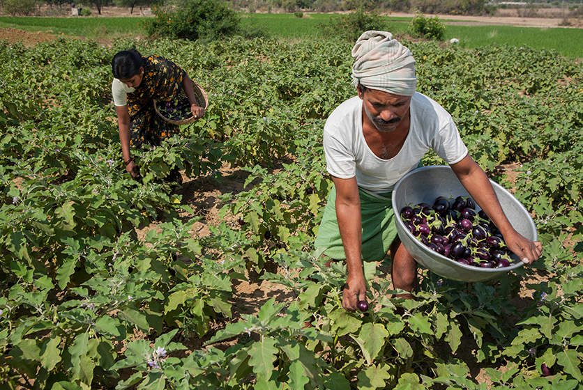 Farmers harvesting brinjals